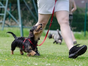 Categoria addestramento cani