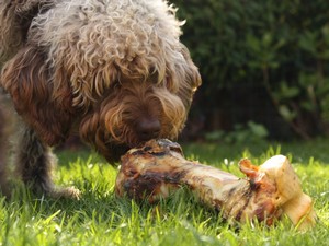 Categoria cibo per cani