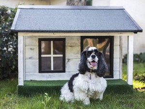 Categoria cucce per cani