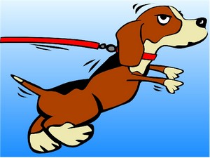 Categoria guinzagli per cani
