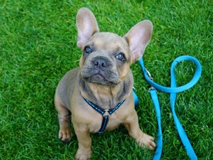 Categoria pettorine per cani