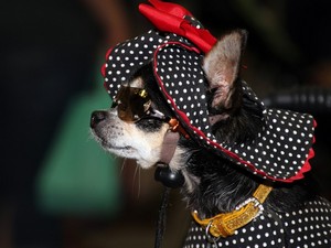 Categoria vestiti per cani